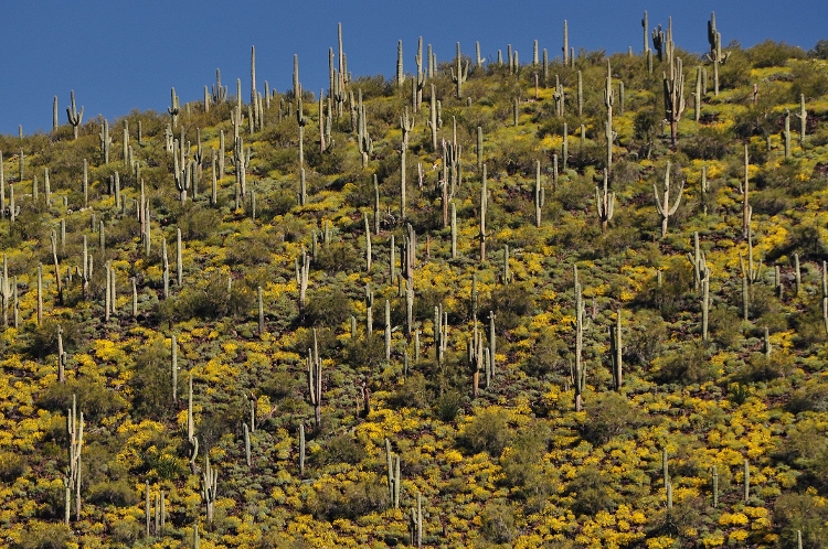wildflowers
